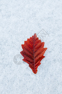 奥努马科恩十二月冬季美丽有色充满活力的红叶和白冻雪自然季节改变背景背景