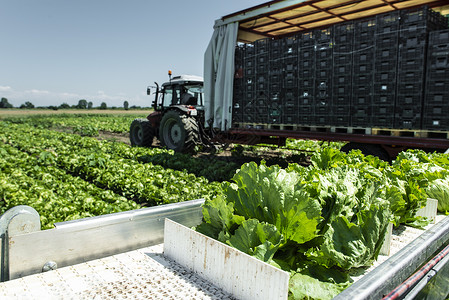 自动生产菜的拖拉机农场田地的生菜冰山采摘机农业自动化的概念背景图片