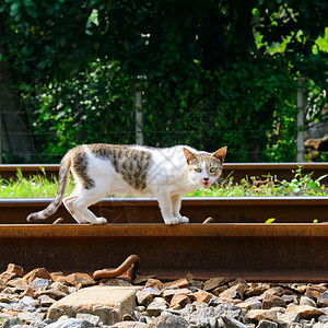 猫站在铁路的轨上图片