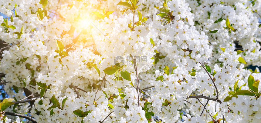 樱桃花和阳光天然彩色背景宽阔的照片图片