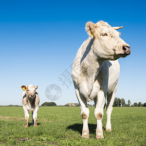 在阿默斯福特附近的绿草地上的奶牛图片