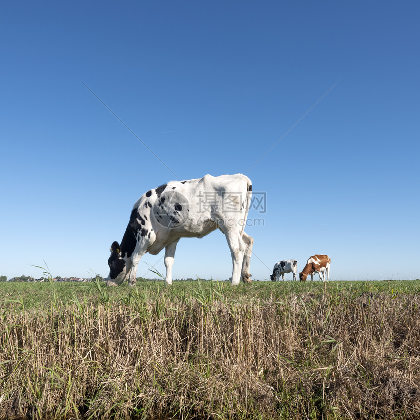 蓝天下的绿草地上的奶牛图片