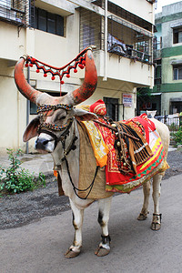 在比布韦瓦迪普奈马哈拉施特印地安那的一头受装饰圣公牛南迪图片