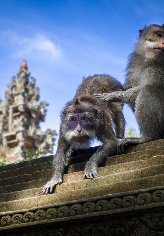 在神圣的猴子森林寺院屋顶上猴子乌布德巴利印地安尼西亚在猴子森林的寺院屋顶上猴子印地安尼西亚图片