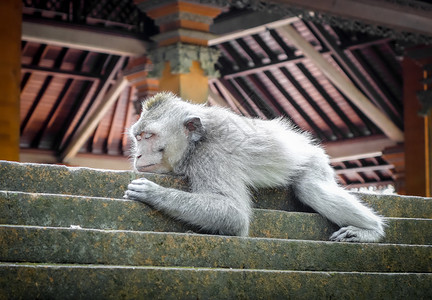 巴东特加尔猴子睡在神圣的森林寺院屋顶上乌布德巴利印地安尼西亚猴子睡在森林的寺院屋顶上乌布德印地安尼西亚背景