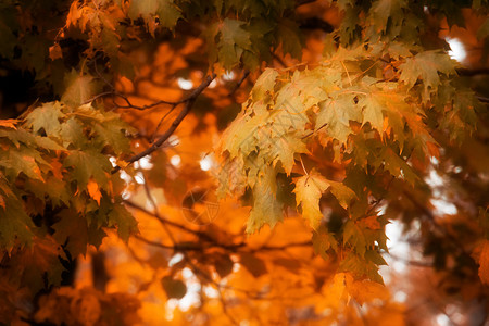 秋树枝的紧闭自然秋天背景图片