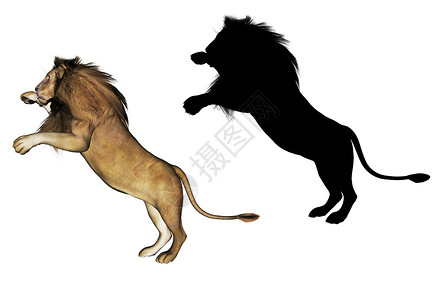 3d雄狮子和黑光影的数字投插图背景图片