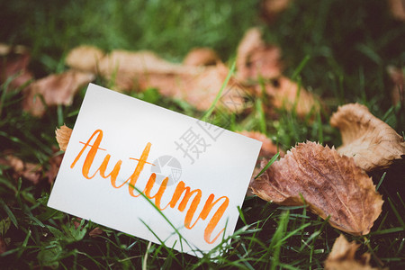 秋在公园叶背景图片