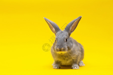 黄色背景的小灰兔背景图片