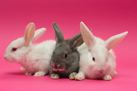 粉红背景的三只小白兔子背景