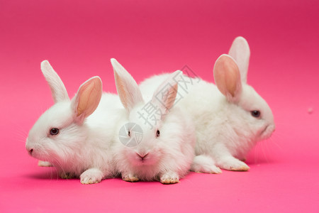 粉红色背景的三只小白兔图片