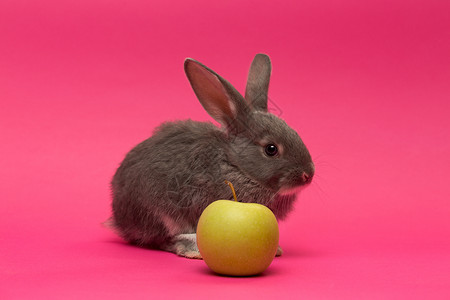 小灰兔苹果在粉红背景上图片