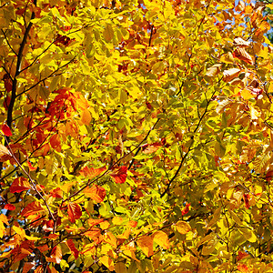 树枝和黄秋叶图片