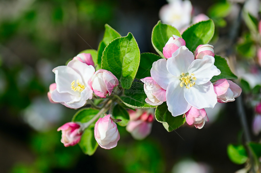 苹果树有美丽的春花在自然背景上图片
