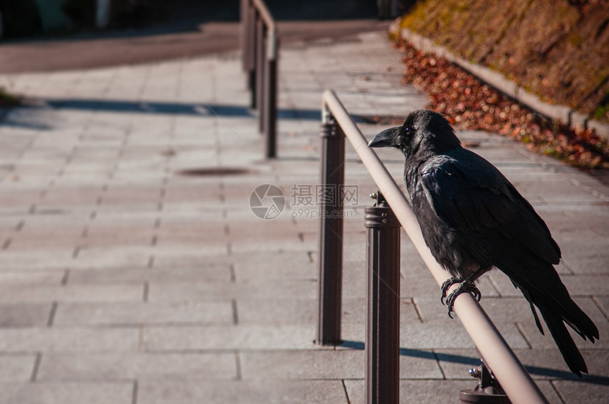 街边的黑乌鸦鸟温暖的黑暗音调城市动物形象图片