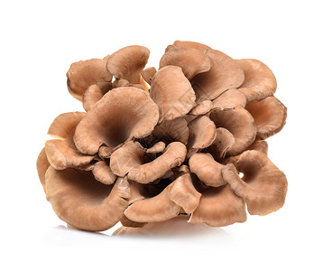 弗隆多萨白色背景的maitke蘑菇背景