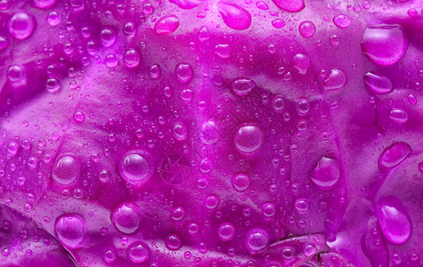 有水滴背景的紫色卷心菜图片