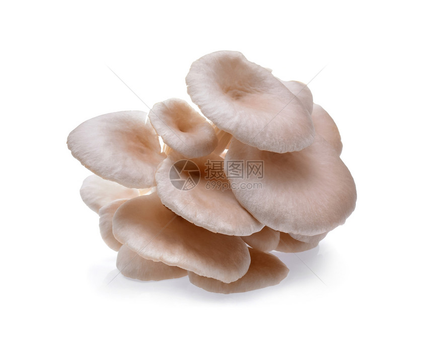 白底牡蛎蘑菇图片