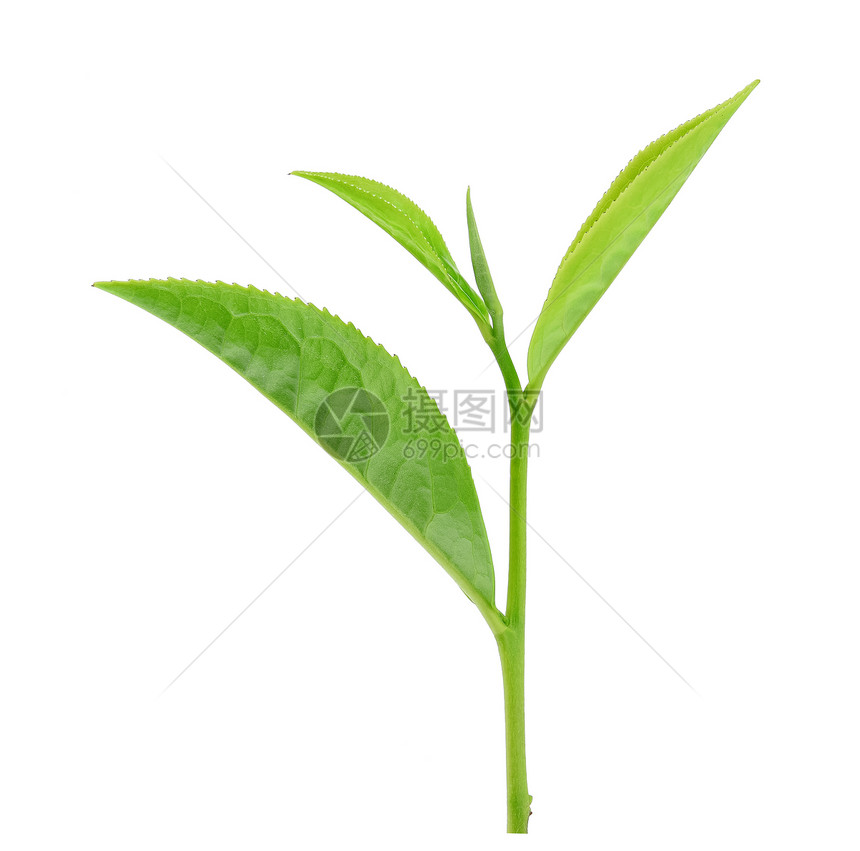 白上孤立的绿茶叶图片
