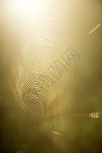 后光线蜘蛛网图片