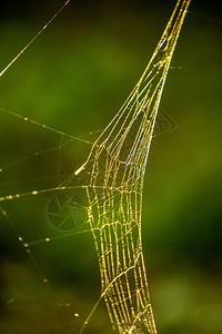 后光线蜘蛛网图片