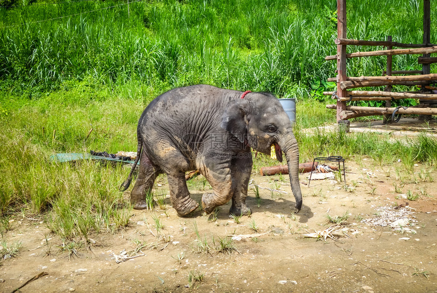 亚洲清迈保护公园里的小象泰国清迈保护公园里的小象图片