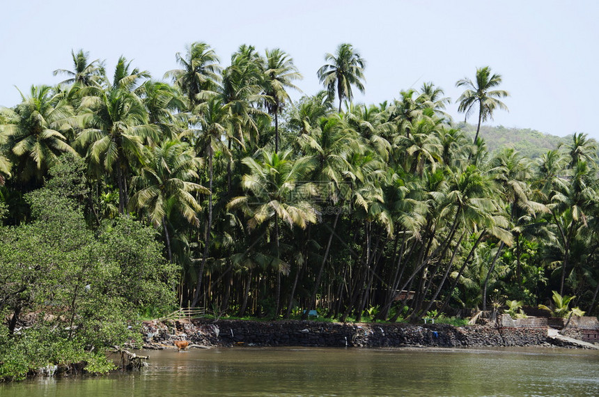 马哈拉施特邦Dabhol码头附近的kona地区椰子树图片