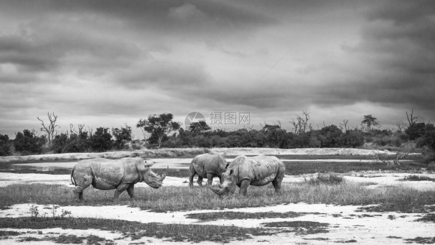 斯威士兰皇家公园风景中的三只南白犀牛角鼻犀科角鼻犀科斯威士兰皇家公园里的南白犀牛图片