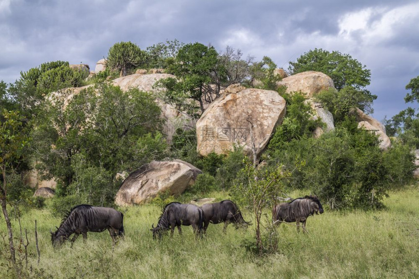 南非洲Kruge公园巨石场景中的蓝野生小群非洲南部Kruge公园中蓝野生小群非洲南部Bovidae的Spticonhaetsur图片