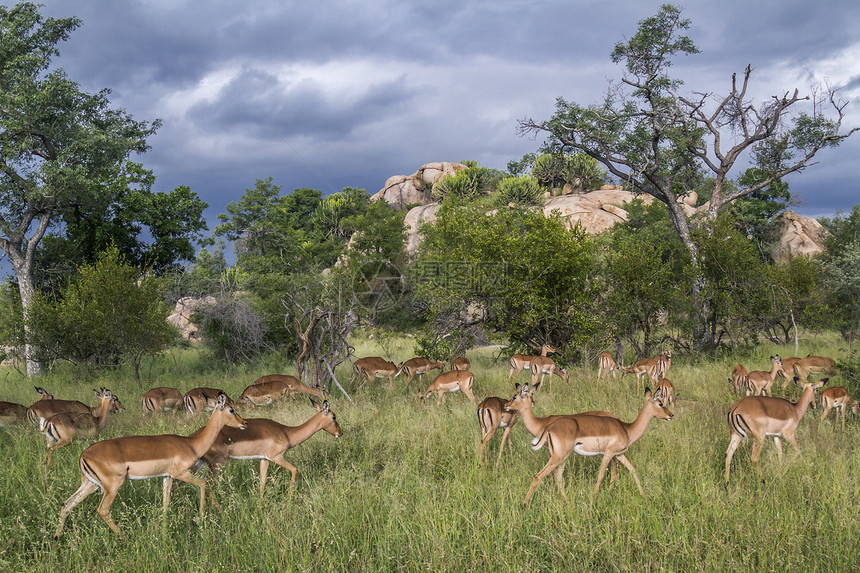 非洲南部的Kruge公园中常见的黑头豹非洲南部的Bovidae的SpciApycrosmlapus家庭图片