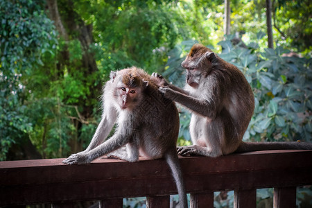 瓦奇拉坦在神圣的猴子森林中乌布德巴利印地安尼西亚猴子森林中的印地安尼西亚背景