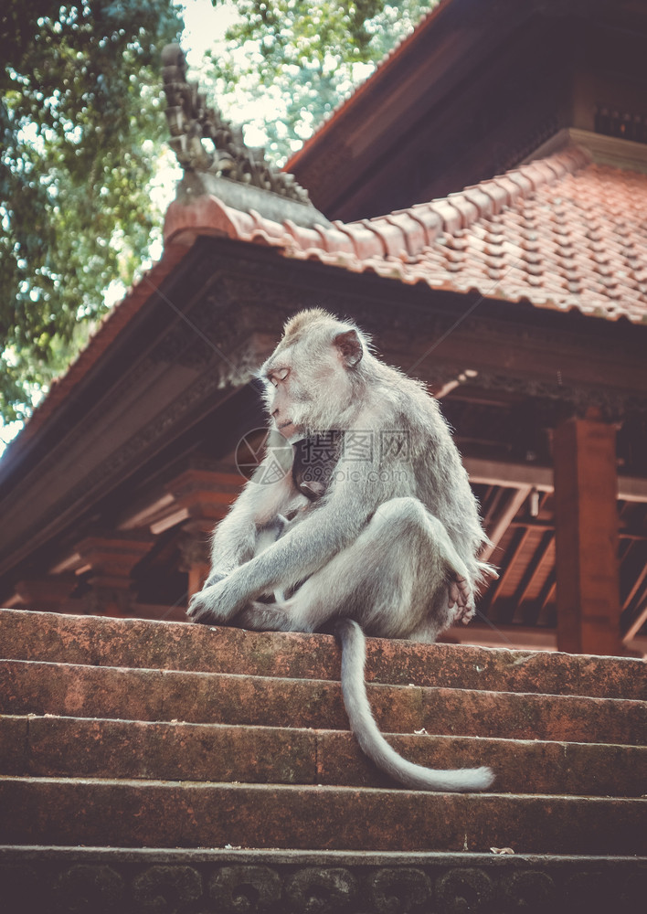 在神圣的猴子森林寺院屋顶上猴子乌布德巴利印地安尼西亚在猴子森林的寺院屋顶上猴子印地安尼西亚图片