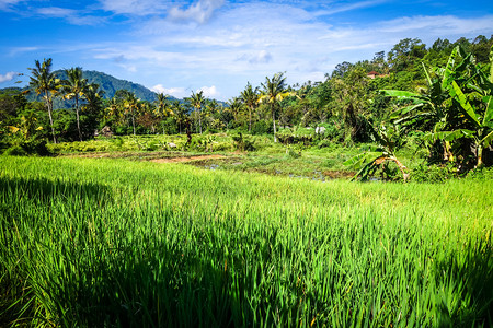 巴利因多尼西亚巴里因多尼西亚等边村的绿稻田邻里因多尼西亚的绿稻田图片