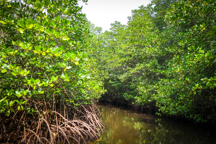 丁邦布利岛因多尼西亚的留红树林沼泽丁邦布利岛留的红树林图片