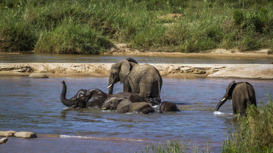 洗澡大象大象非洲家庭灌木大象南部Kruge公园背景