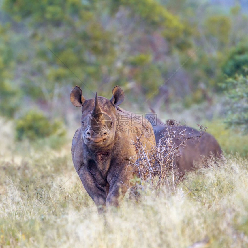 来自非洲南部Kruge公园的黑犀牛族图片