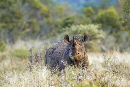 来自非洲南部Kruge公园的黑犀牛族高清图片