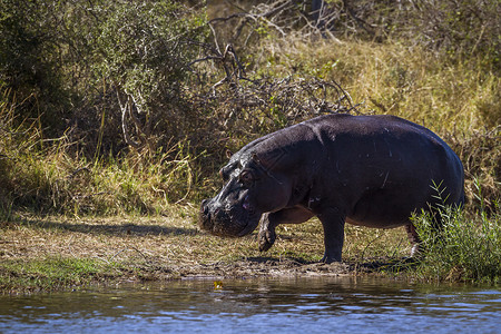 河马科津巴布韦野生的高清图片