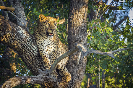 非洲南部Kruge公园的felida豹式族家庭高清图片