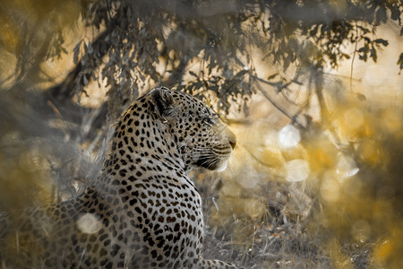 亚拉公园中的豹子srilank高清图片