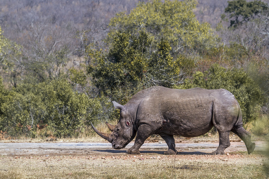 南部非洲Kruge公园中的南部白犀牛非洲Kruge公园中的南部白犀牛图片