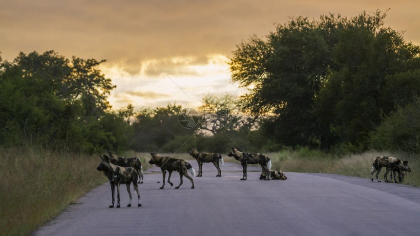 非洲南部公园的野狗群图片