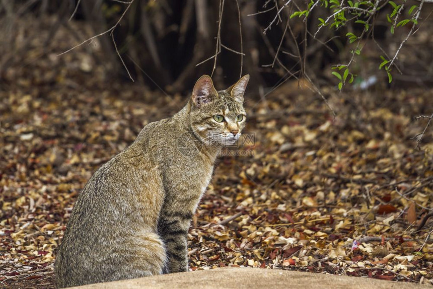 kruge公园的非洲南部野猫图片