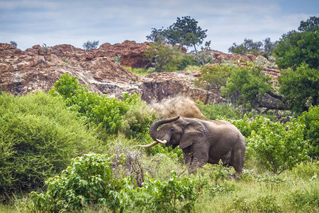 大象的非洲家庭位于非洲南部Mapungbwe公园的非洲灌木大象图片