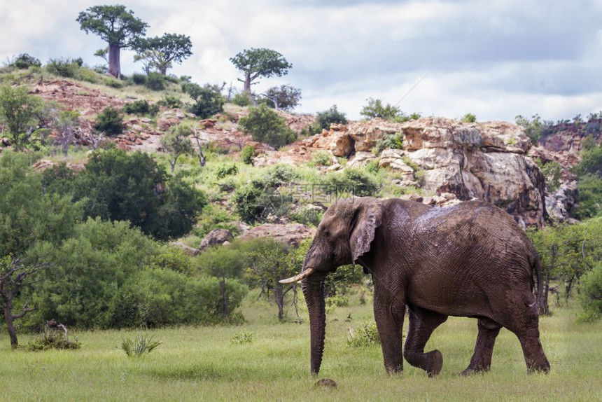 大象的非洲家庭位于非洲南部Mapungbwe公园的非洲灌木大象图片