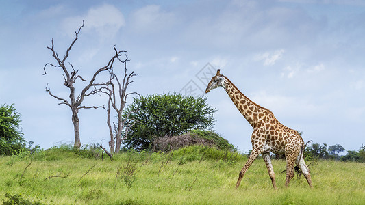 博纳法西奥非洲南部Kruge公园Giafdegrfe长颈鹿家庭背景