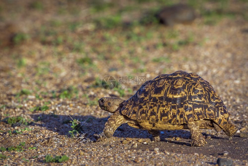 在非洲南部的Kruge公园中海豹乌龟图片