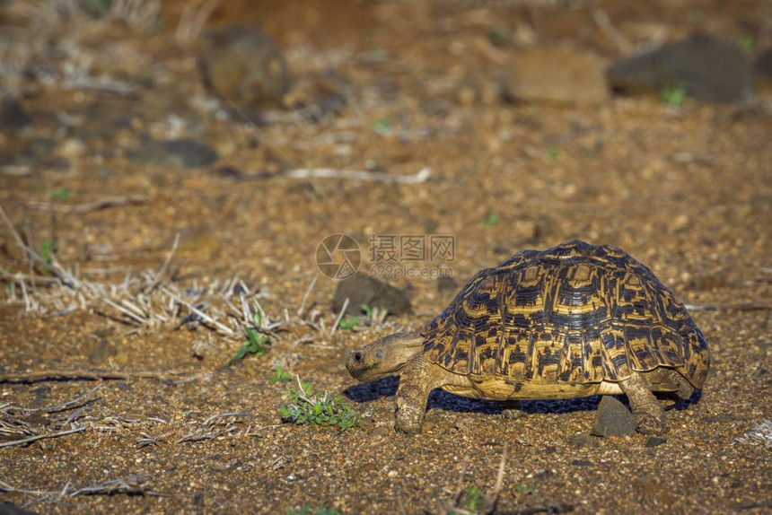 在非洲南部的Kruge公园中海豹乌龟图片