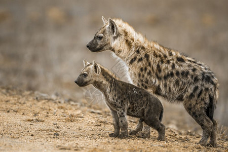 少年闰土在非洲南部的Kruge公园发现hyaen背景