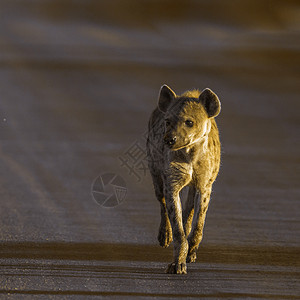 水蚤科在非洲南部的Kruge公园发现hyaen背景